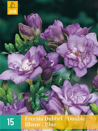 frézie 'Double Blue'