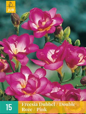 frézie 'Double Pink'