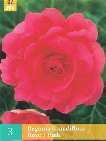 begónie hlíznatá 'Pink'