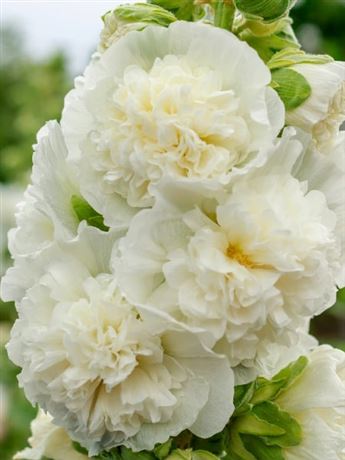 topolovka růžová 'Double White'