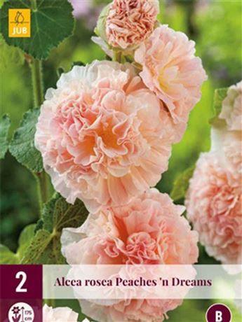 topolovka růžová 'Peaches 'n Dreams'