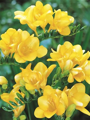 frézie 'Double Yellow'