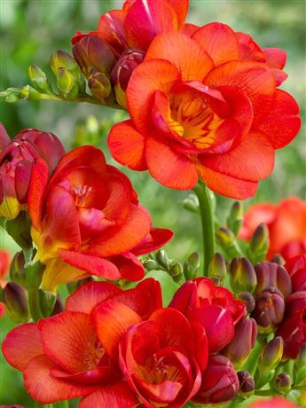 frézie 'Double Red'