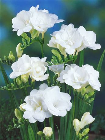 frézie 'Double White'