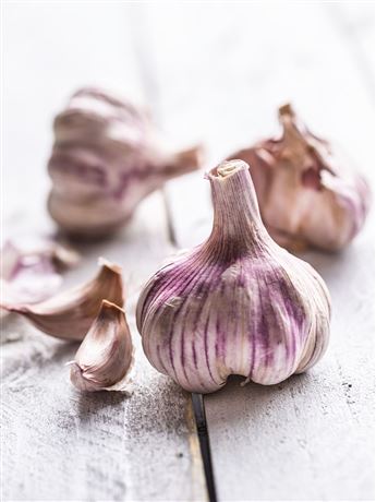 česnek sadbový 'Germidour' nepaličák fialový 8 palic