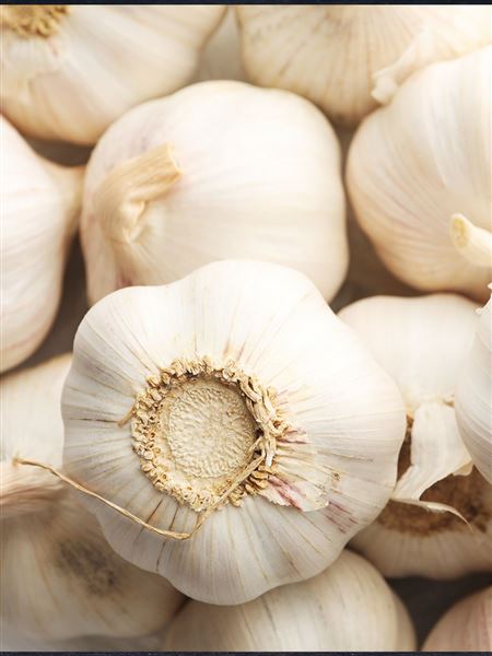 česnek sadbový bílý nepaličák 