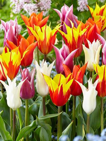 tulipán 'Lily Flowering Mix'