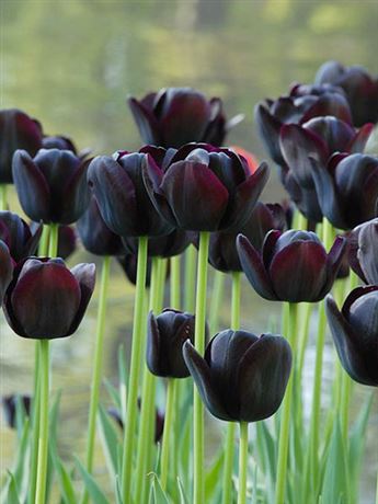 tulipán 'Queen of Night'