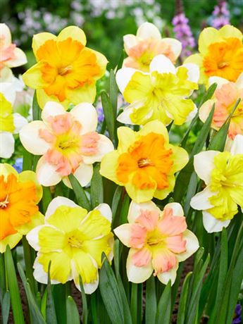 narcis 'Butterfly Mix'