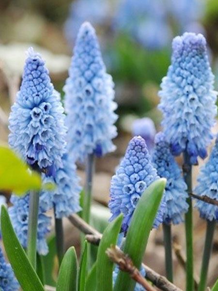 modřenec arménský 