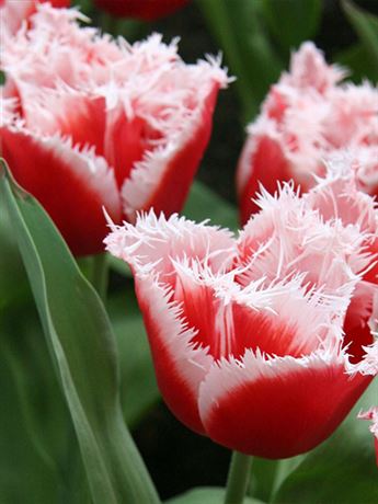 tulipán 'New Santa'