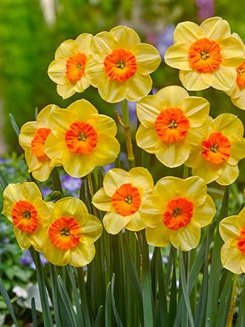 narcis 'Kedron'
