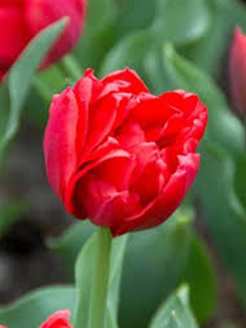 tulipán 'Pamplona'