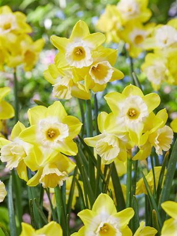 narcis 'Hunter Sunrise'