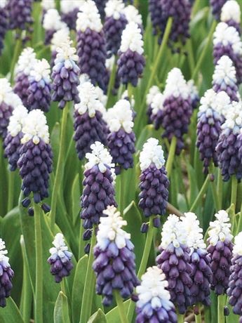 modřenec 'Grape Ice'