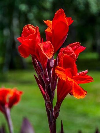 dosna indická 'Red Dazzler'