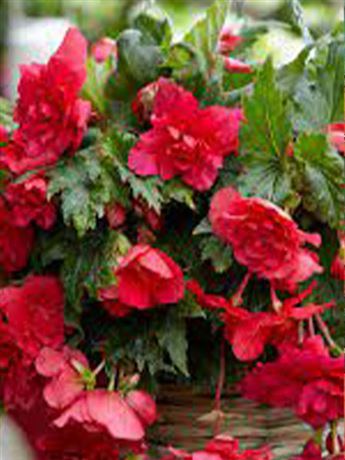 begónie 'Cascade Odorosa Red Sunset'