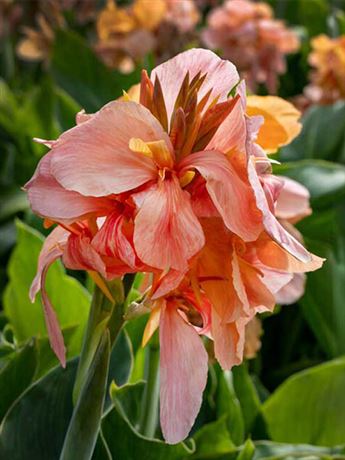 dosna indická 'Peach blush'