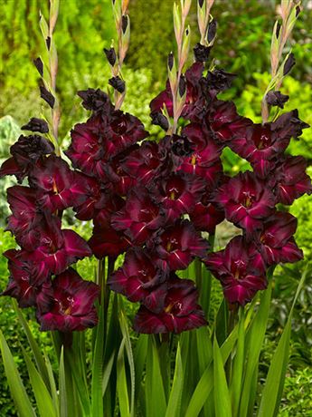 mečík 'Black Surprise'