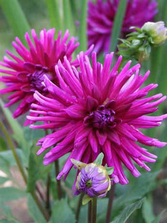 jiřina 'Purple Gem'