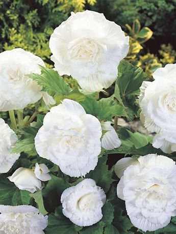 begónie hlíznatá 'White'