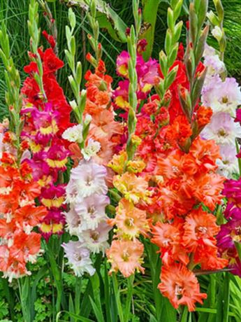 mečík 'Ruffled Mix'