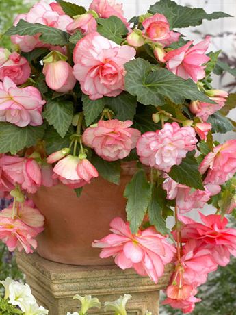 begónie 'Cascade Florence'