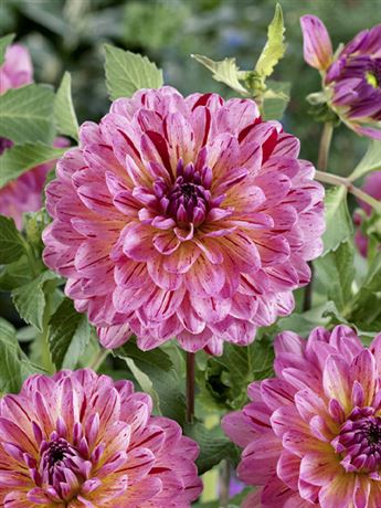 jiřina 'Tropical'