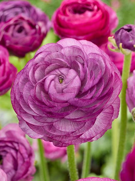 pryskyřník plnokvětý 