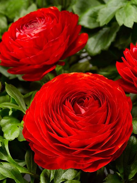 pryskyřník plnokvětý 