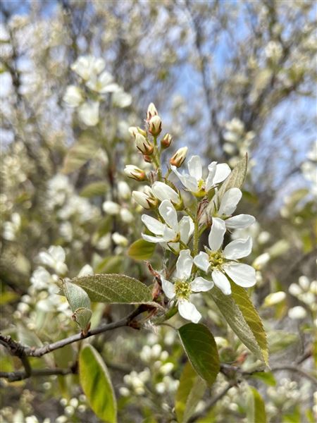 muchovník klasnatý