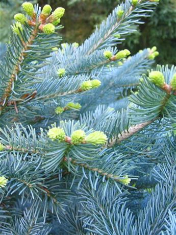 Jedle arizonská 'Glauca Compacta'