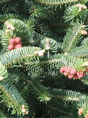 Jedle řecká 'Meyer's Dwarf'