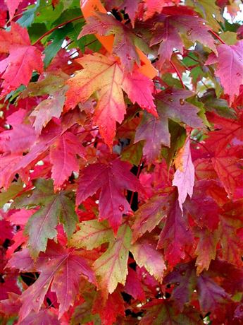 Javor Freemanův 'Autumn Blaze'