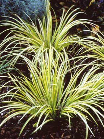 Puškvorec trávolistý 'Argenteostriatus'