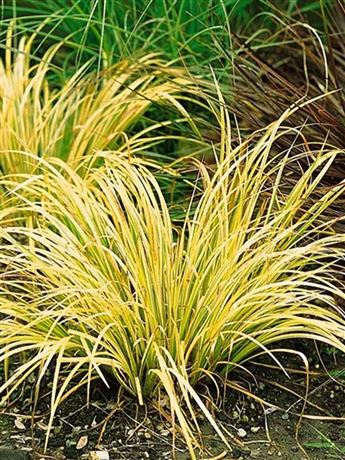 Puškvorec trávolistý 'Golden Delight'