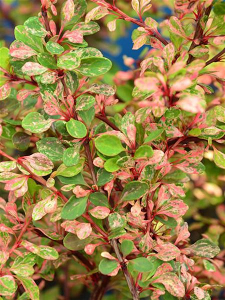 Dřišťál Thunbergův 