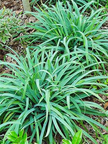 Ostřice plazivá 'Bunny Blue'