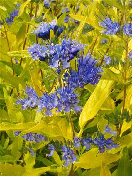 Ořechoplodec klandonský 