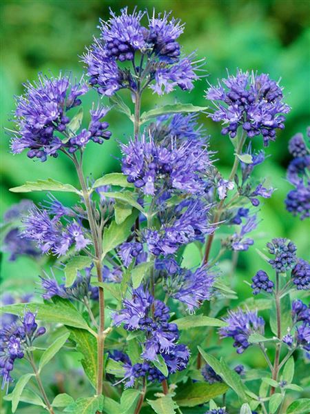 Ořechoplodec klandonský 