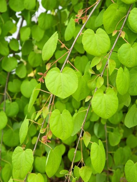 Zmarličník japonský 