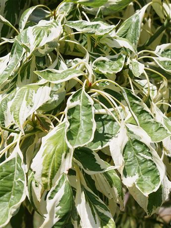 Svída sporná 'Variegata'