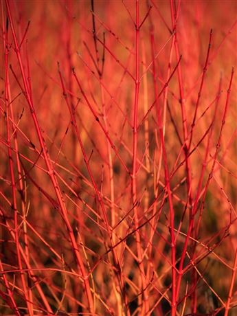 svída krvavá 'Anny's Winter Orange'