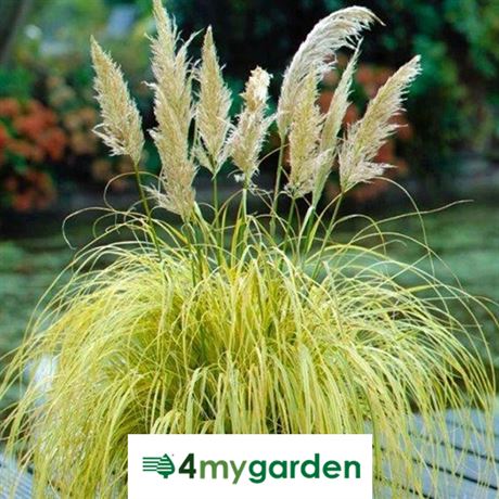 Kortaderie dvoudomá 'Mini Pampas'