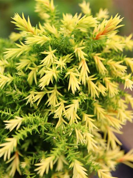 Kryptomerie japonská 