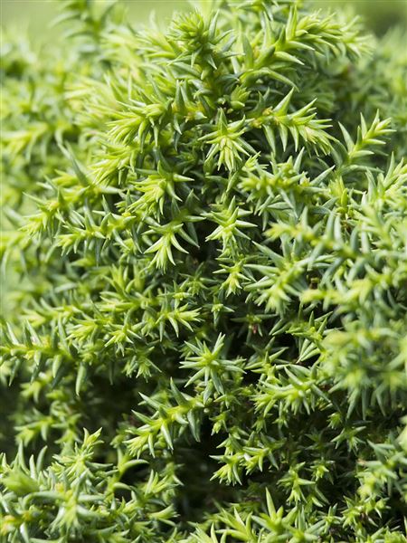 Kryptomérie japonská 