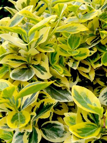 Brslen Fortuneův 'Emerald 'n Gold'