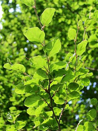 Buk lesní 'Rotundifolia'