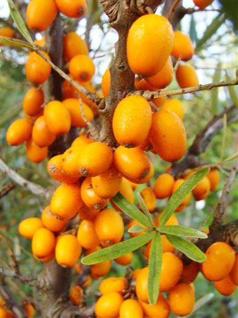 Rakytník řešetlákovitý 'Friesdorfer Orange'