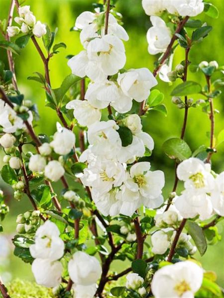 Kdoulovec nádherný 